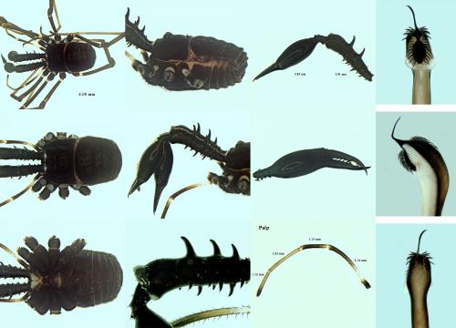 Ischyropsalis carli